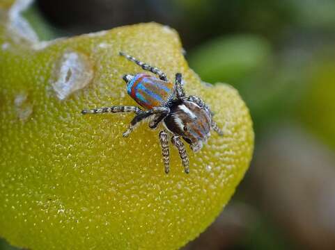 Image of Maratus tasmanicus Otto & Hill 2013