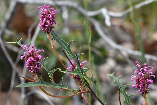 Image of Grevillea quercifolia R. Br.