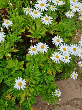 Image of Argyranthemum pinnatifidum subsp. montanum Rustan