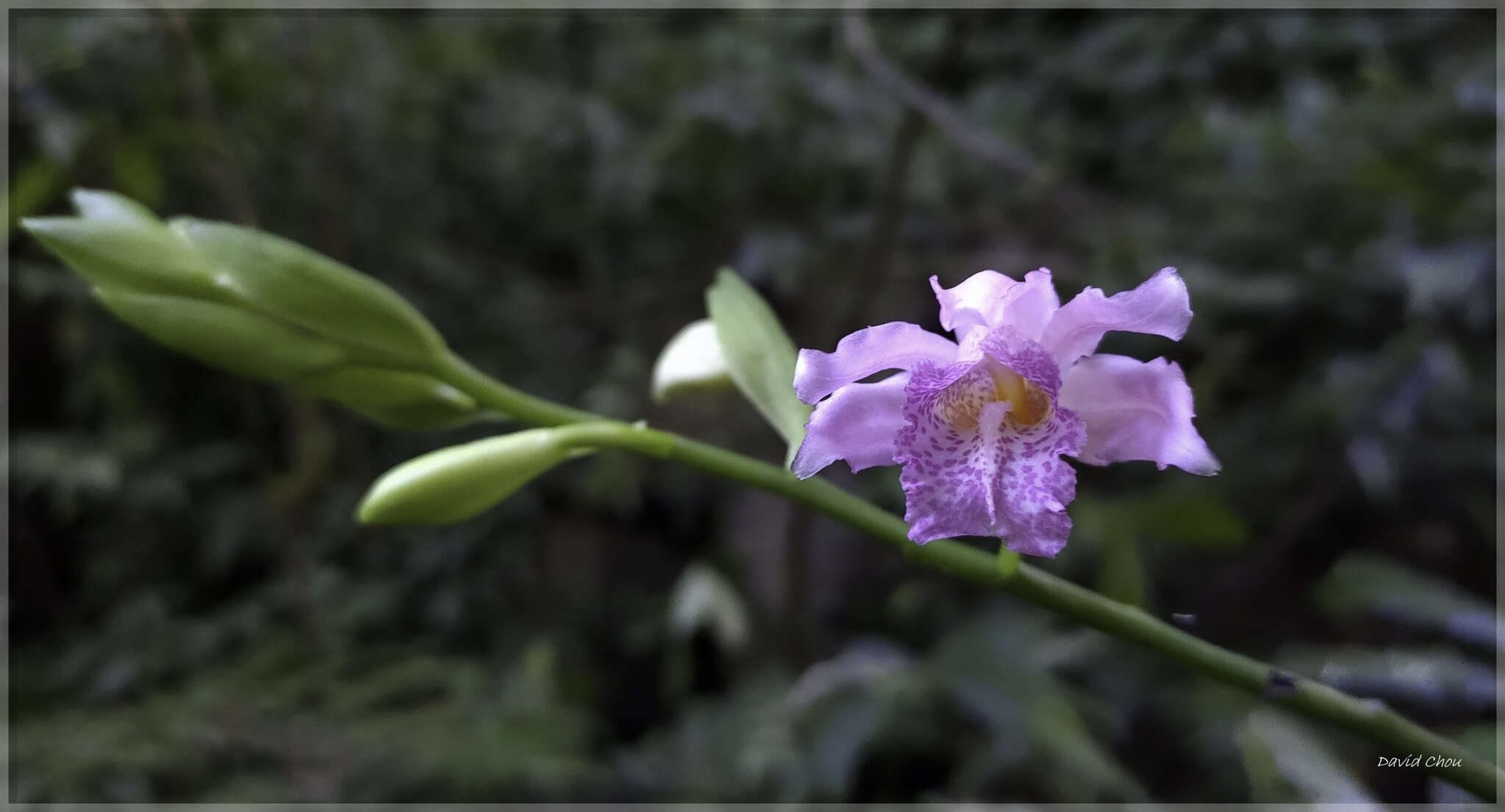 Image of Phaius mishmensis (Lindl. & Paxton) Rchb. fil.