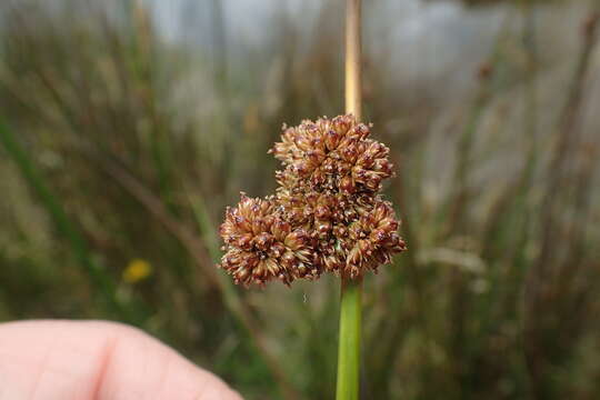 Image of Juncus astreptus L. A. S. Johnson