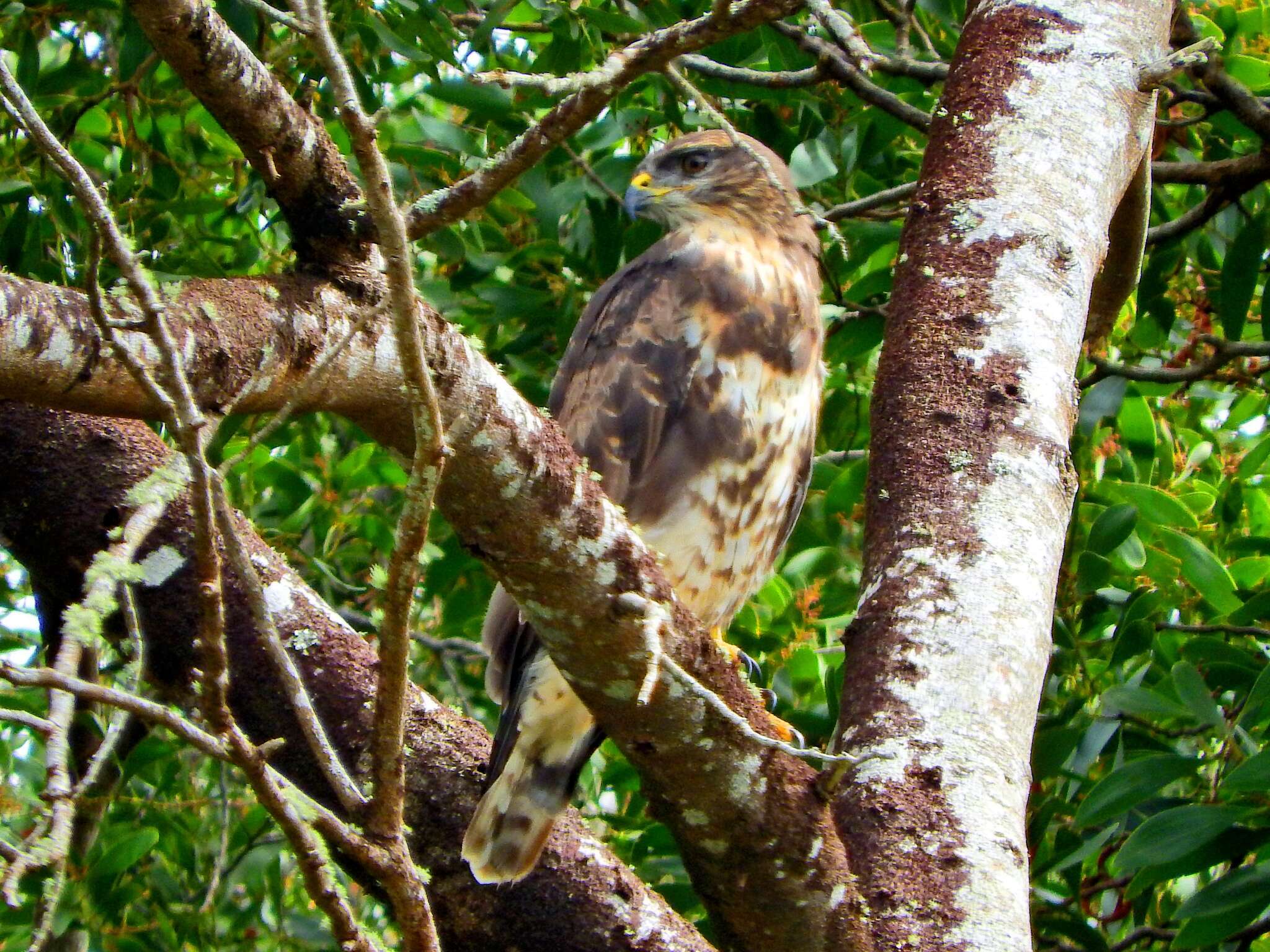 Image of <i>Buteo buteo rothschildi</i>