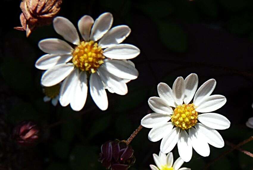 Image de Bellium fausse pâquerette