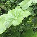 Image de Podophyllum pleianthum Hance