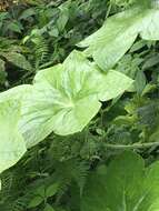 Image de Podophyllum pleianthum Hance