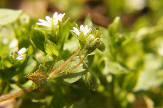 Слика од Septoria stellariae Roberge ex Desm. 1847