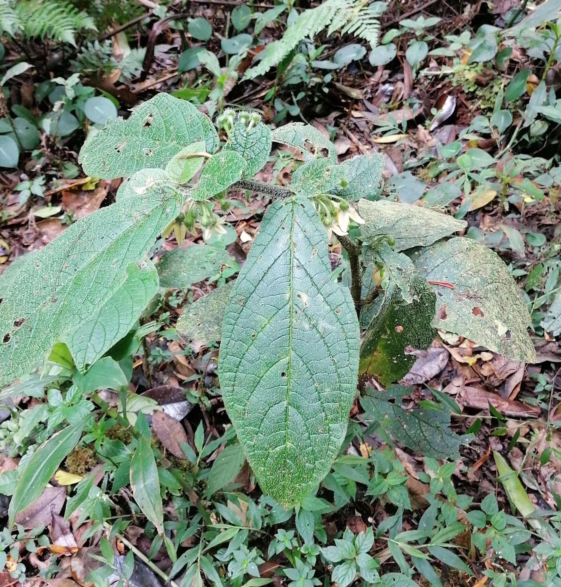 Image of Witheringia macrantha (Standl. & Morton) Hunz.