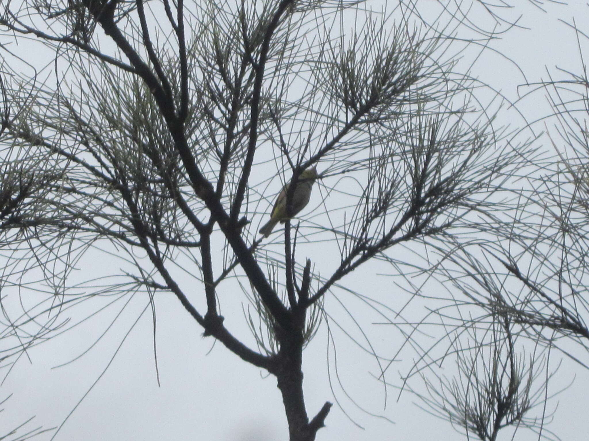 Image of Western Silvereye