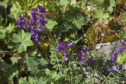 Plancia ëd Oxytropis lazica Boiss.