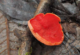 Image of Sarcoscypha jurana (Boud.) Baral 1984