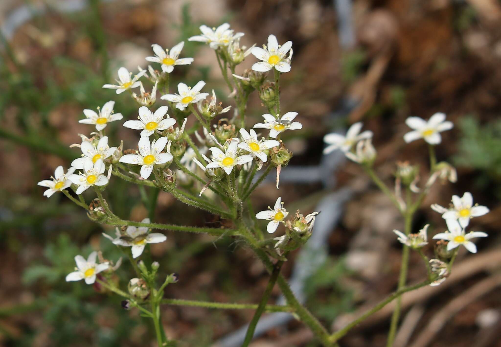 Image of Saxifraga hostii Tausch