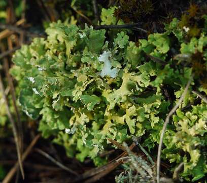 Image of Cladonia foliacea (Huds.) Willd.