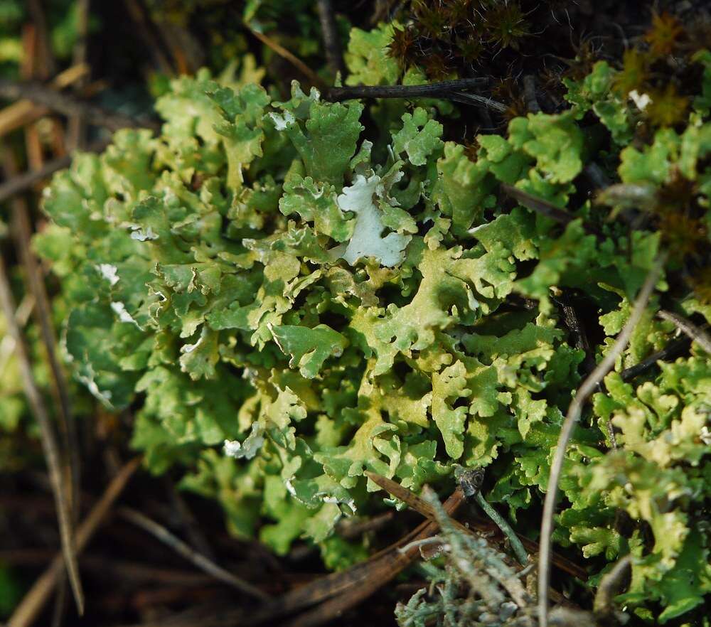 Image of Cladonia foliacea (Huds.) Willd.