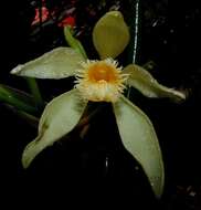 Image of Vanilla odorata C. Presl