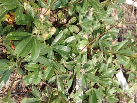 Image de Sibbaldia tridentata (Aiton) Paule & Soják