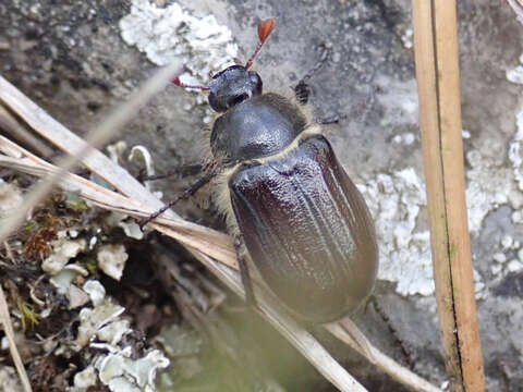 Sivun Amphimallon atrum (Herbst 1790) kuva