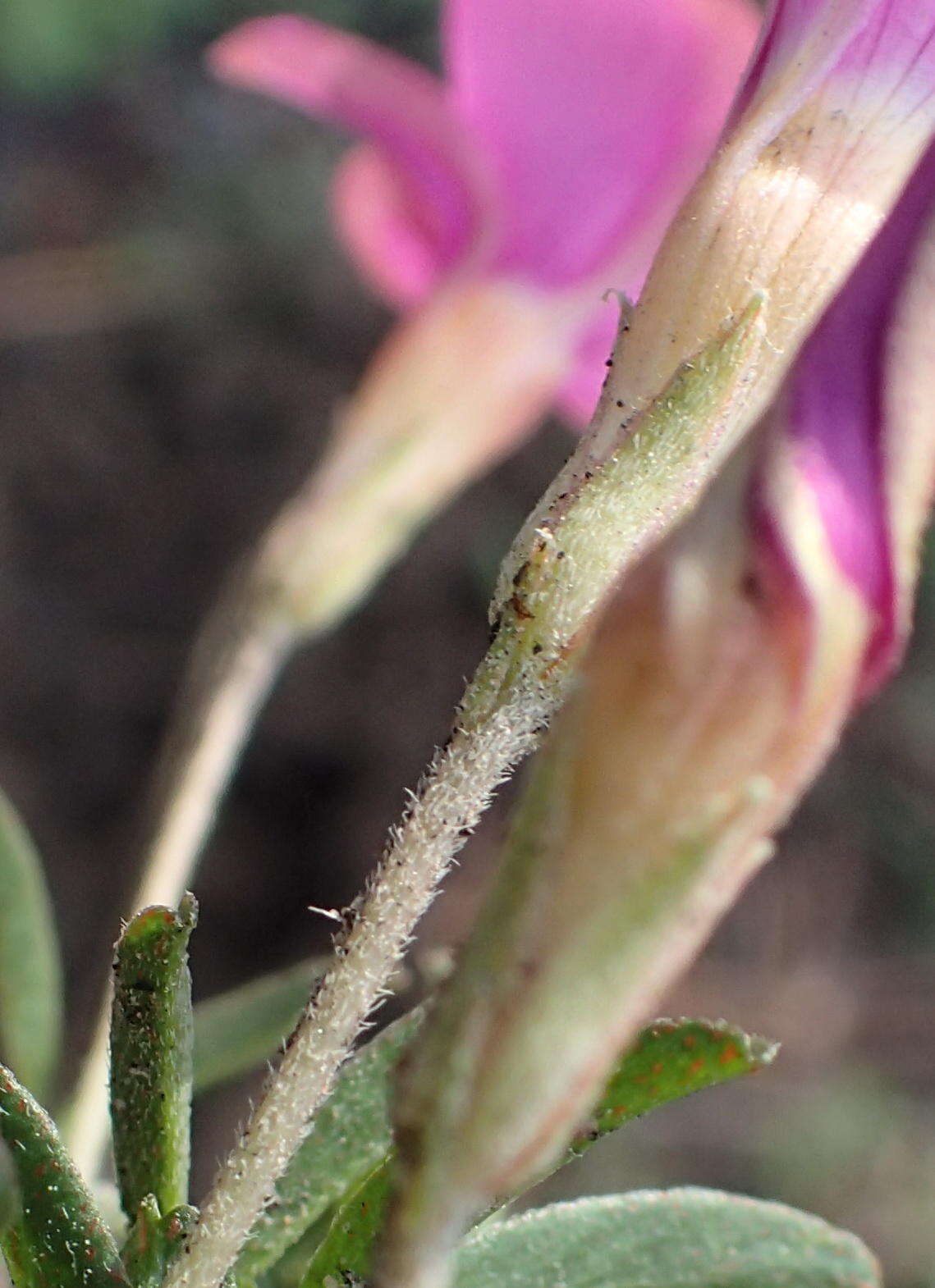 Image of Oxalis ciliaris var. ciliaris