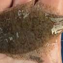 Image of Smooth flounder