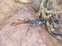 Слика од Ammophila aberti Haldeman 1852