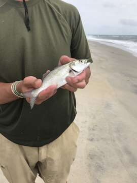 Image of bluefishes