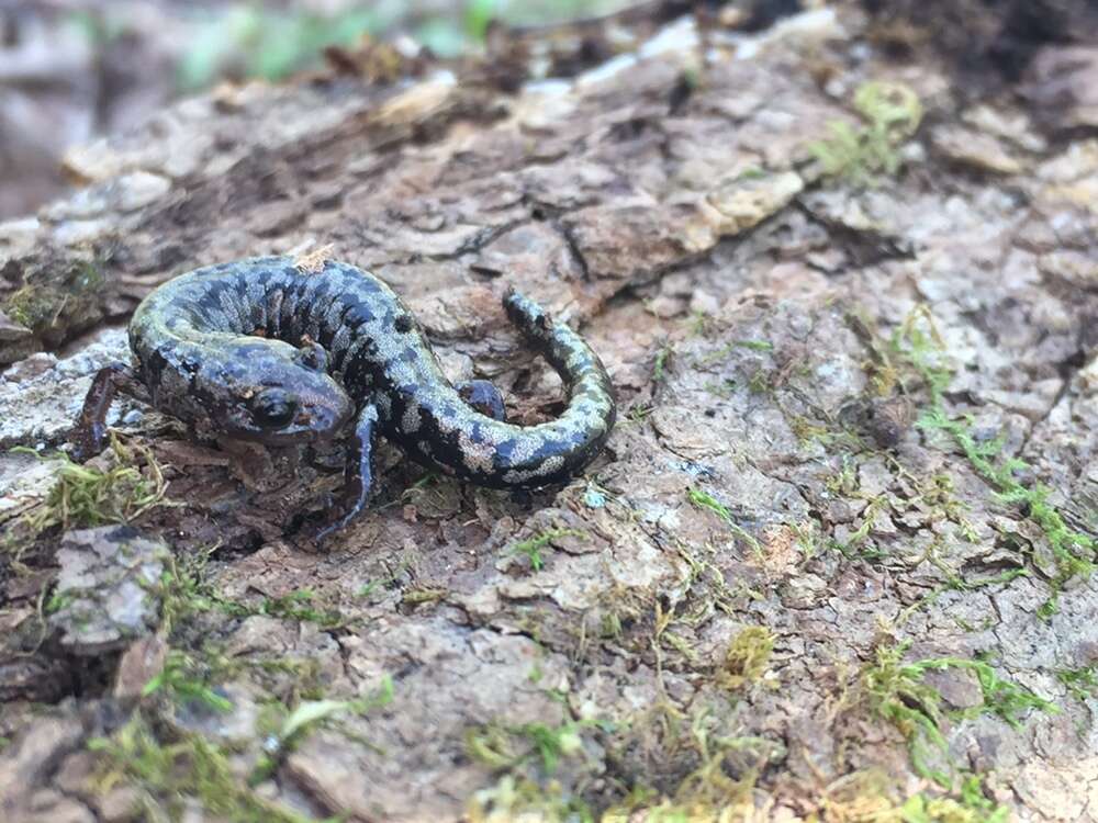 Image of Plethodon welleri Walker 1931