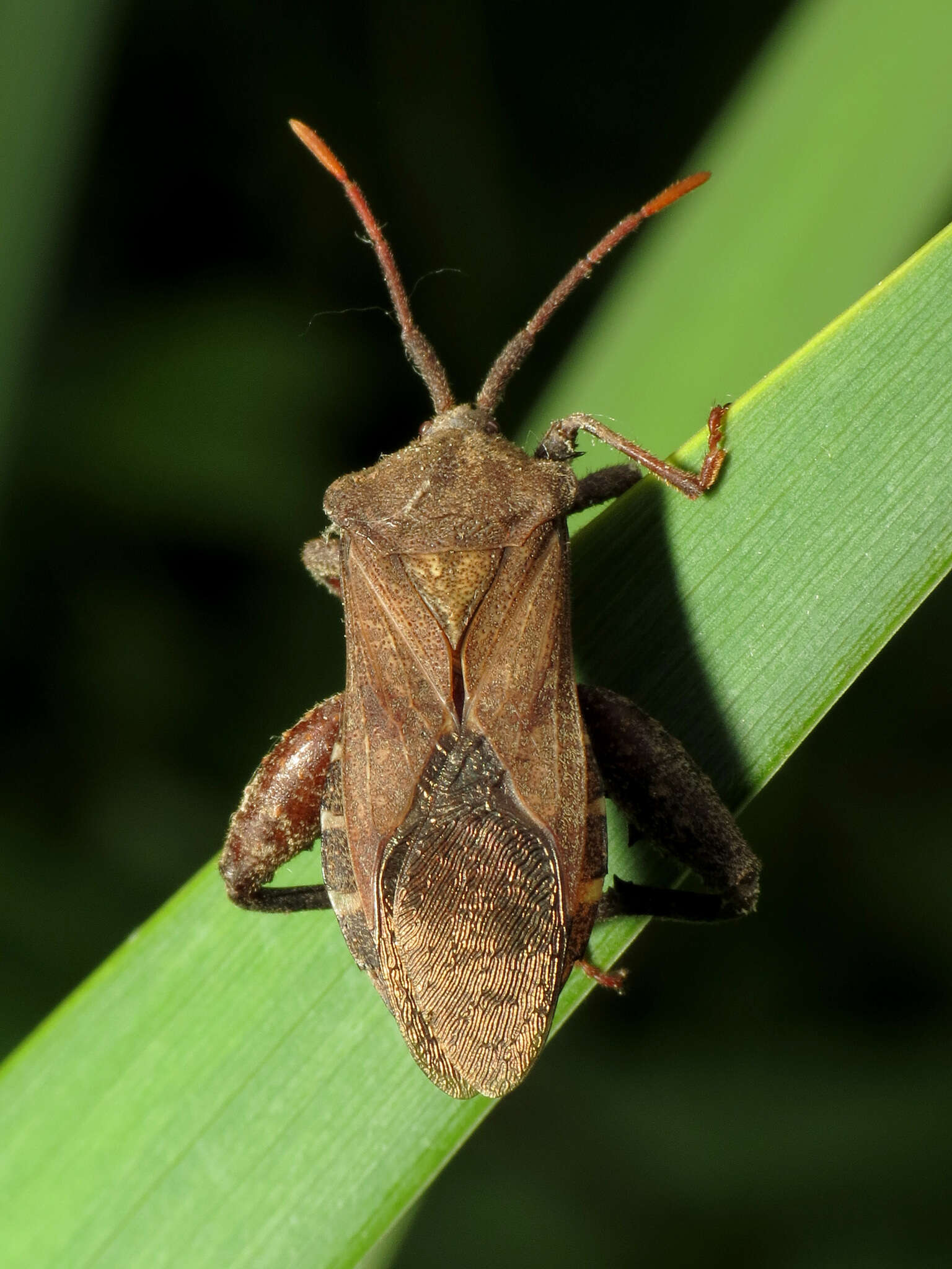 Image of Piezogaster calcarator (Fabricius 1803)