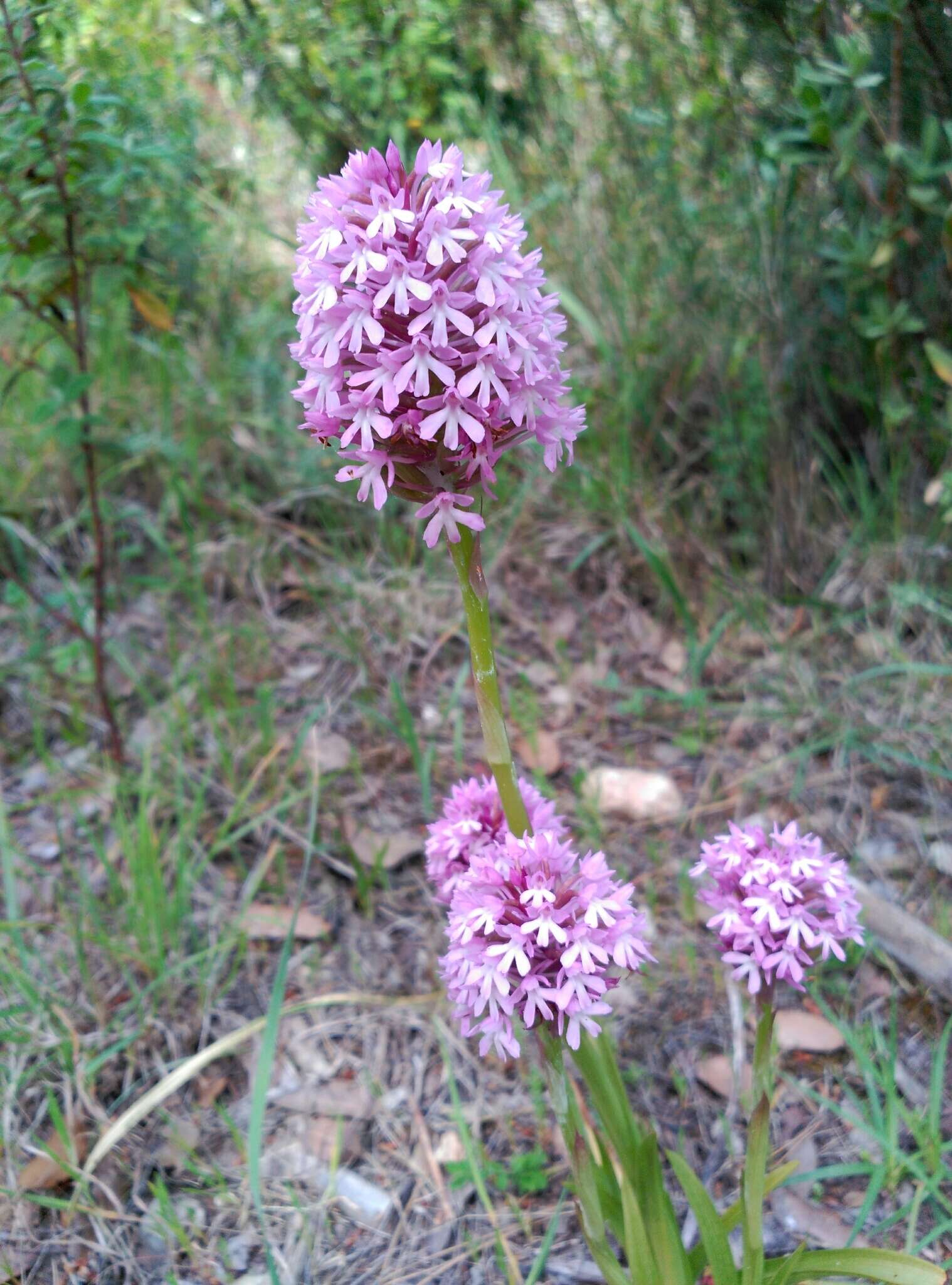 صورة Anacamptis pyramidalis (L.) Rich.