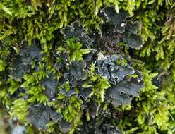 Image of felt lichen