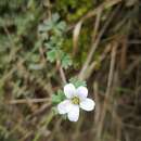 Image of Geranium diffusum Kunth ex Humb., Bonpl. & Kunth