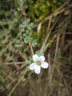 Image of Geranium diffusum Kunth ex Humb., Bonpl. & Kunth