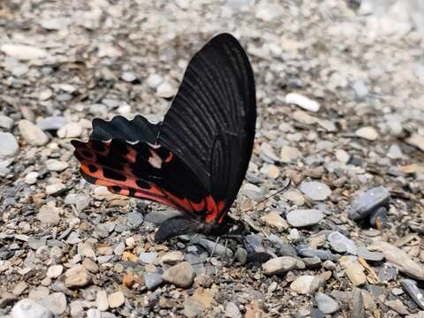 Image de Papilio thaiwanus Rothschild 1898