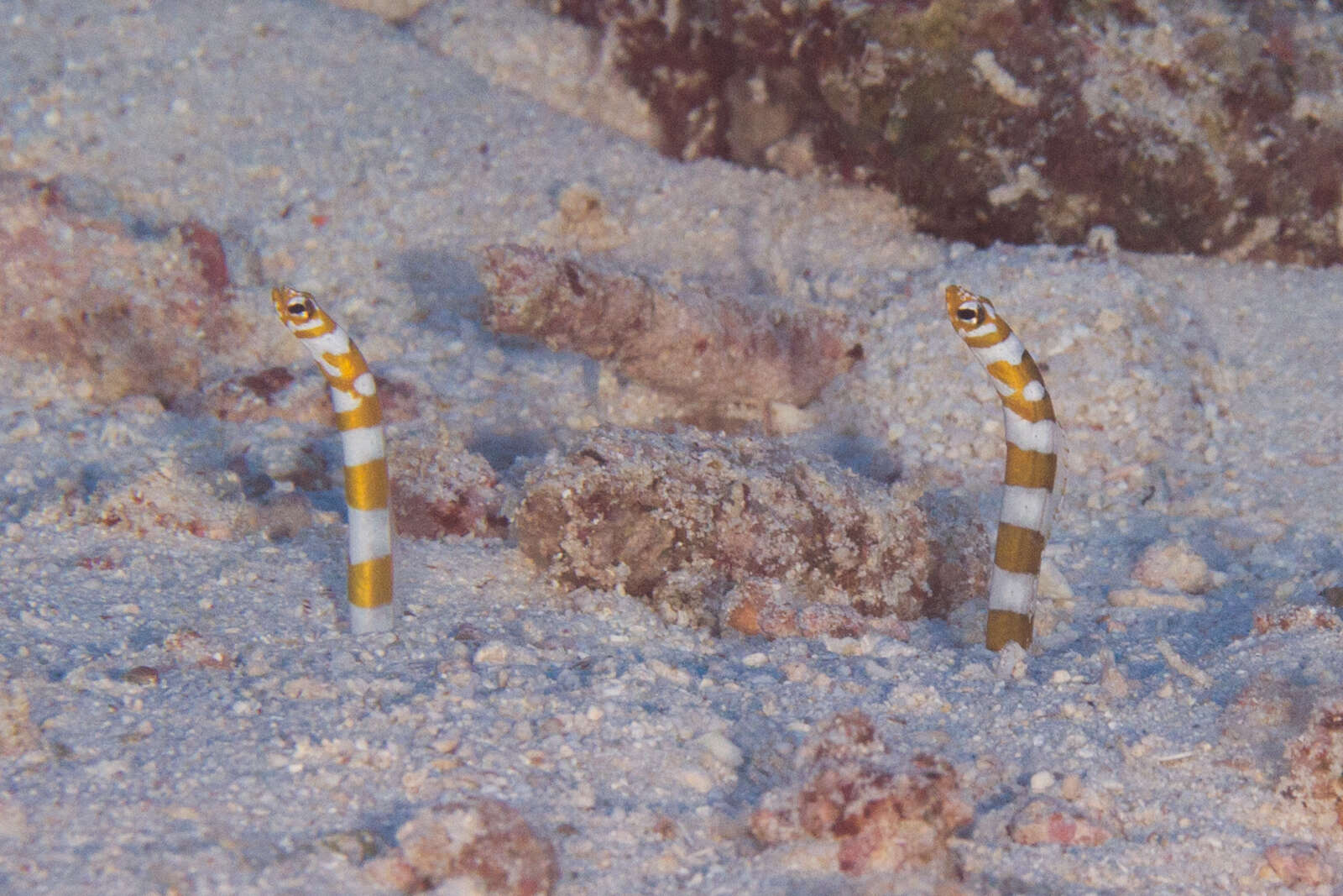 Image of Splendid garden eel