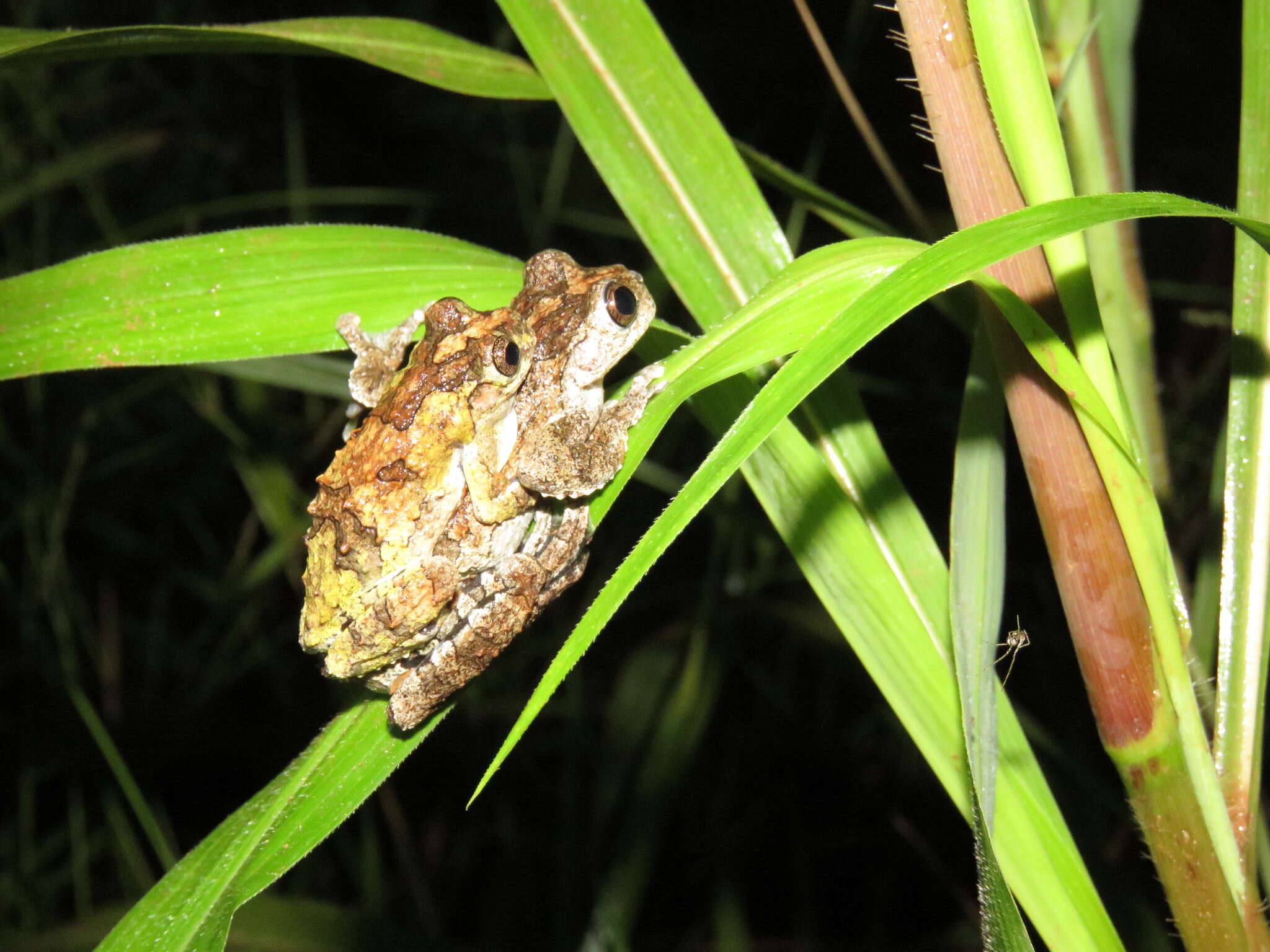 Image de Dendropsophus acreanus (Bokermann 1964)