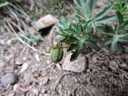 Image of Viola pinnata L.