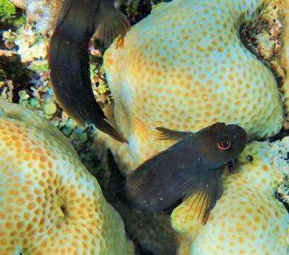 Image of Lady Musgrave blenny