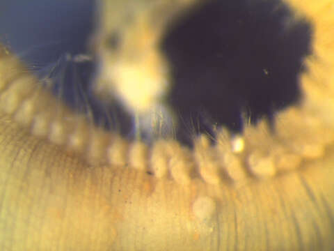 Image of Scalibregma californicum Blake 2000