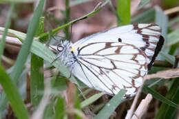 Image of Crawshay's caper white