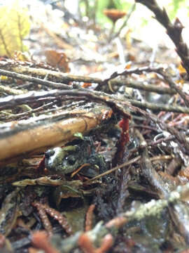 Image of Ambystoma macrodactylum Baird 1850