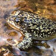 Image of Cascades Frog