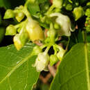 Image of Rinorea pauciflora (Thou.) Baill.