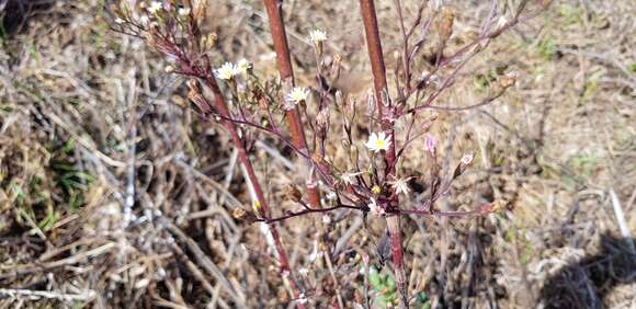 Imagem de Symphyotrichum subulatum var. parviflorum (Nees) S. D. Sundberg