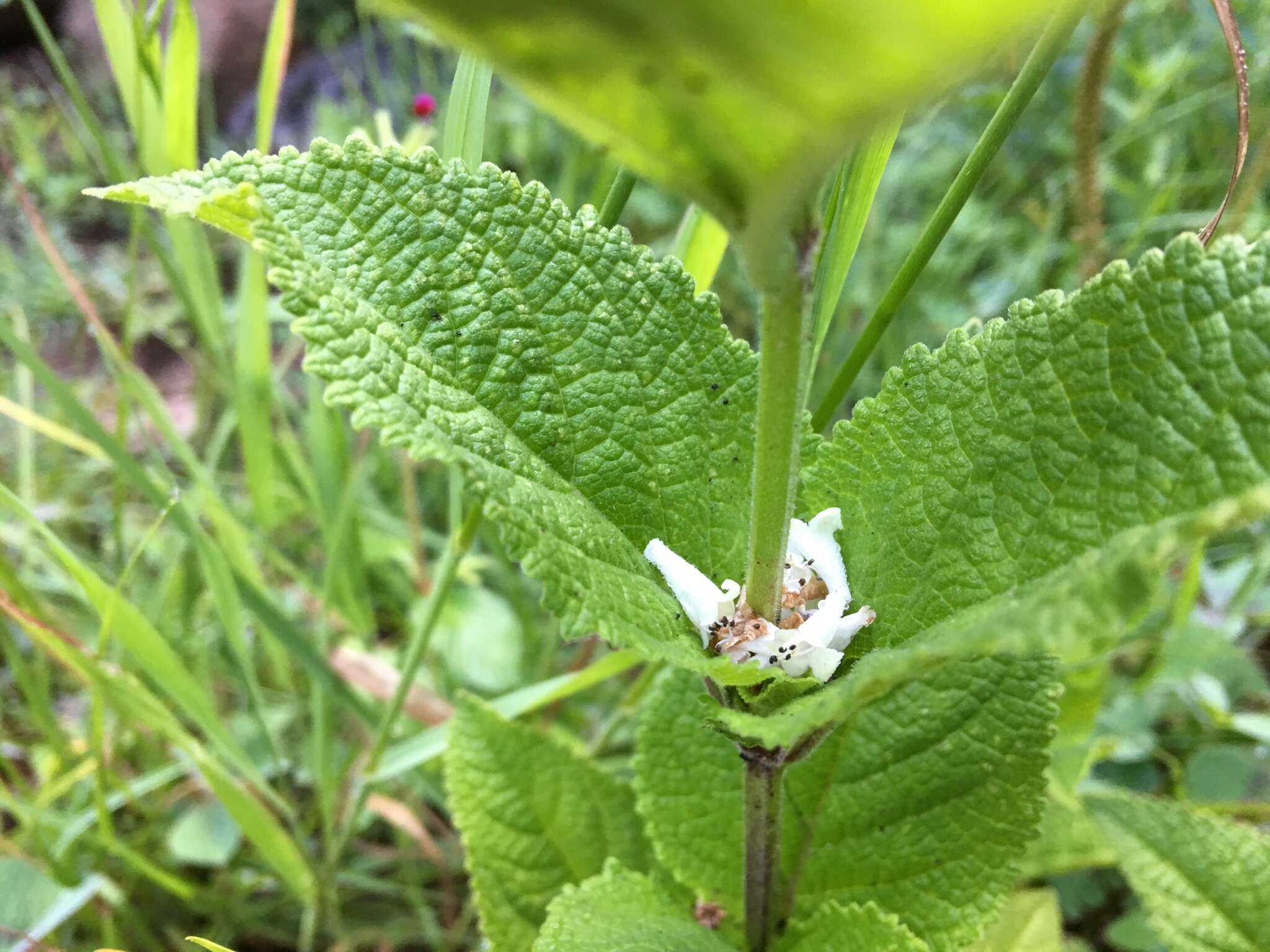 Image of Lepechinia caulescens (Ortega) Epling