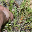 Image of Pelargonium capillare (Cav.) Willd.