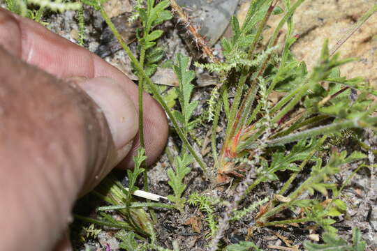 Image of Pelargonium capillare (Cav.) Willd.