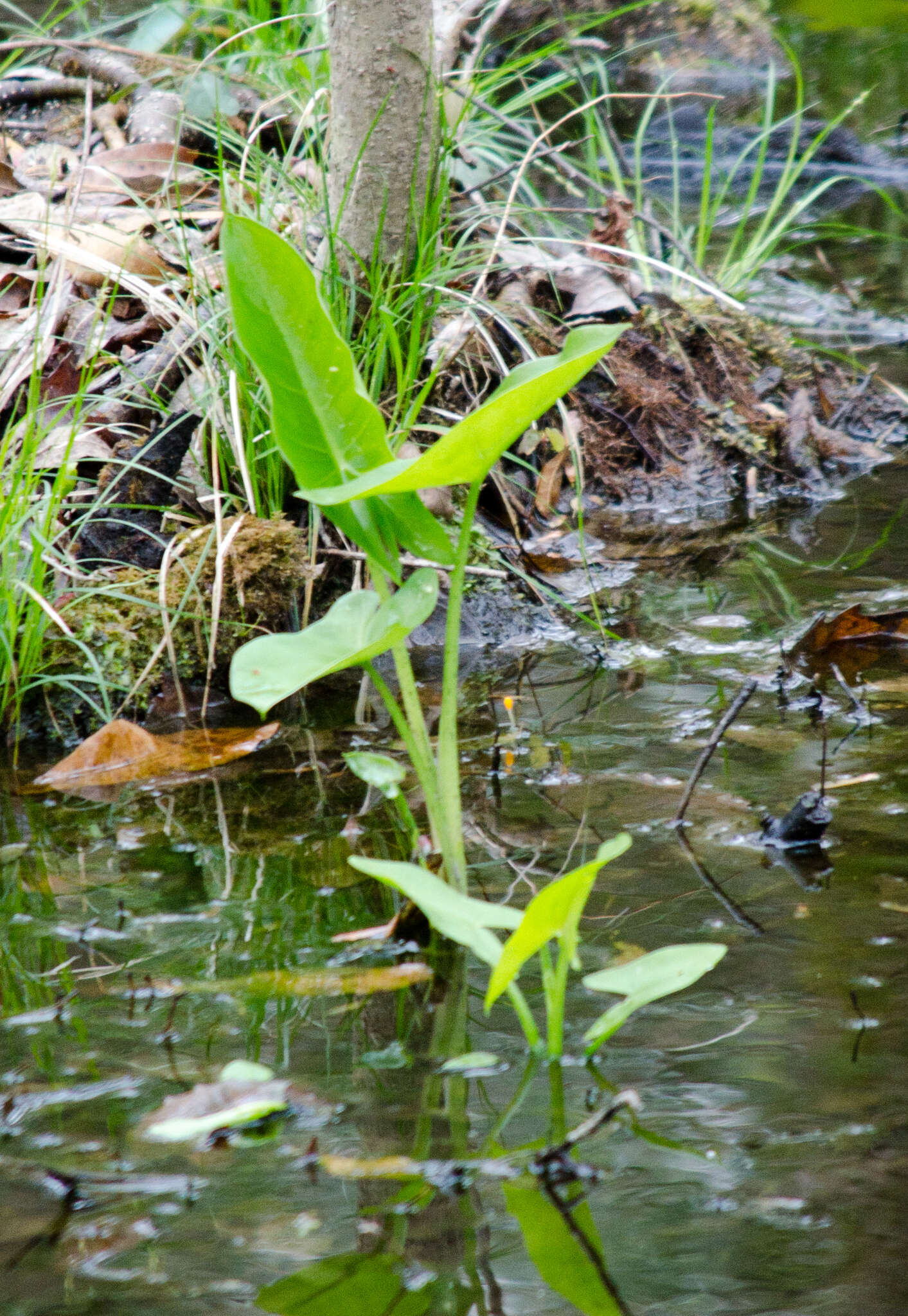 Image of green arrow arum