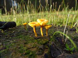 صورة Lichenomphalia chromacea (Cleland) Redhead, Lutzoni, Moncalvo & Vilgalys 2002