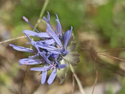 Jasione laevis subsp. carpetana (Boiss. & Reut.) Rivas Mart.的圖片