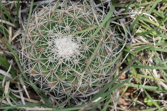 Image of Mammillaria grusonii Runge