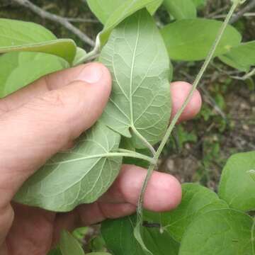 Image of Matelea suberifera (Robinson) W. D. Stevens