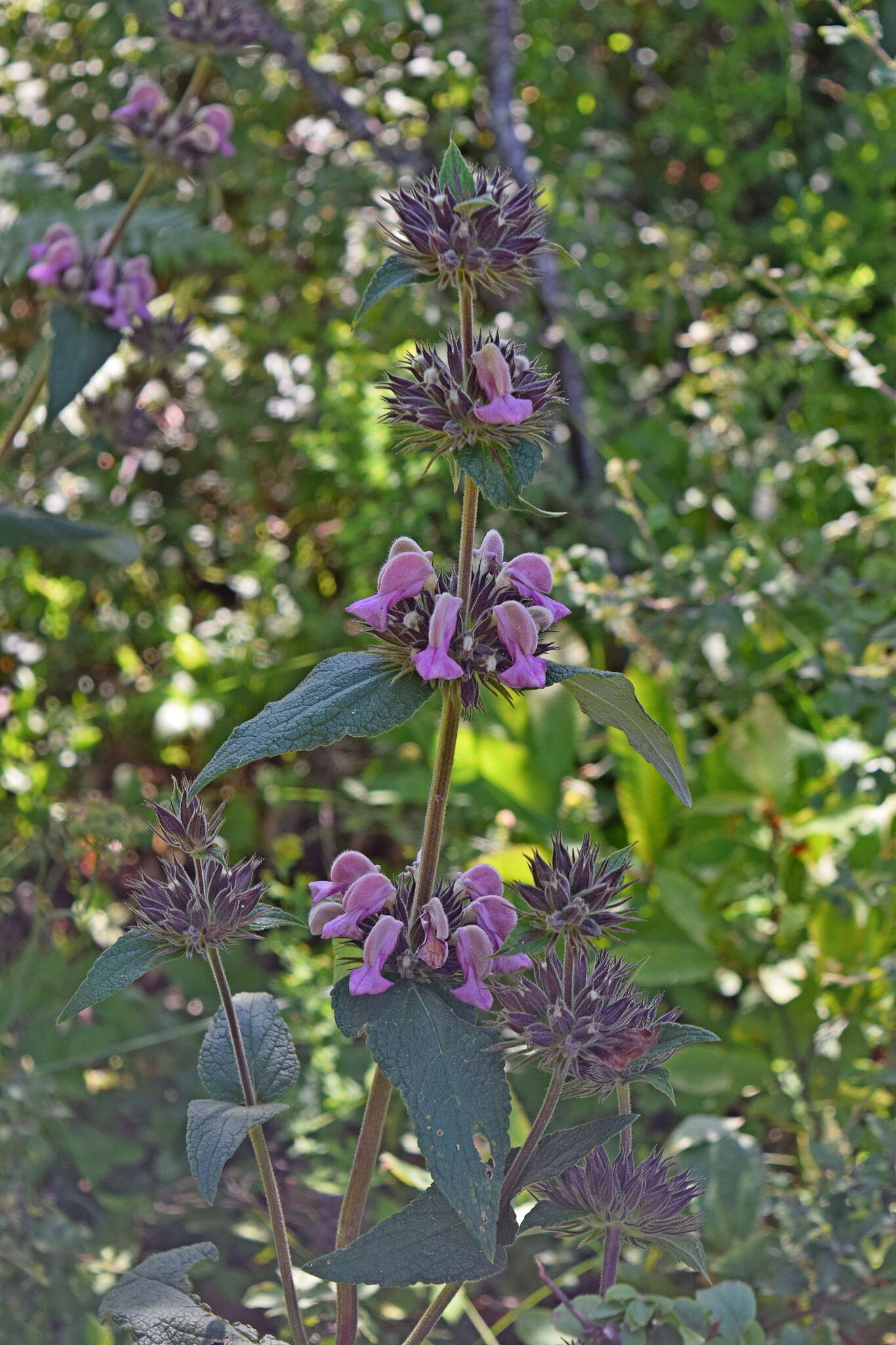 Слика од Phlomis samia L.